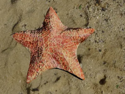 Starfish rusty star in sky Low-poly 3D model