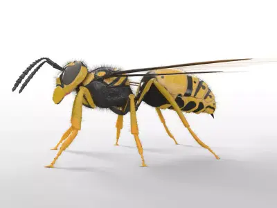 Wasp insect Low-poly 3D model