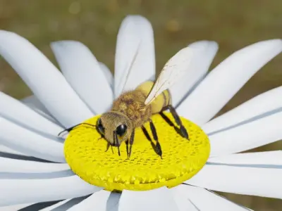 Bee photorealistic 3D model rigged animated Low-poly 3D model