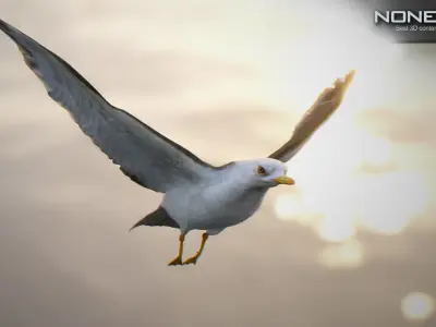 Animated Seagull Unity Low-poly 3D model