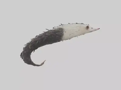 Opossum Tail Model 3D model