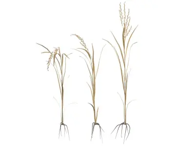 dried rice stalk Low-poly 3D model