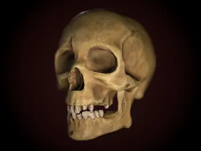 Dirty Skull PBR Low-poly 3D model