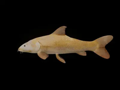 Common Barbel Fish Low-poly 3D model
