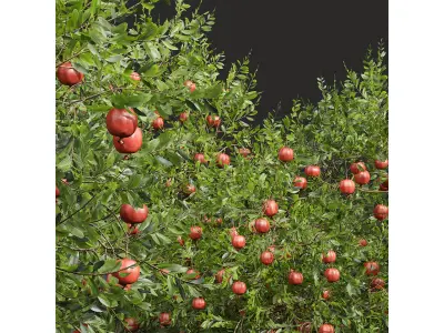 New Plant High detail Punica Granatum Pomegranate 3D model
