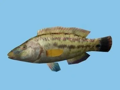 Lumbrak - Symphodus Tinca Low-poly 3D model