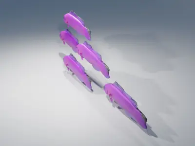 Orchid Dottyback Fish 3D model