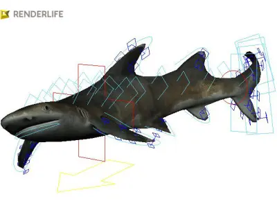 Reef shark with animations 3D model