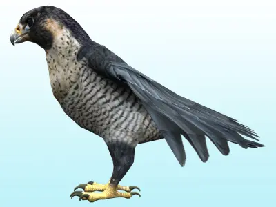 Falcon Bird Low-poly 3D model