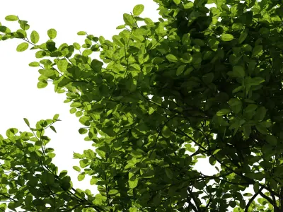 Indoor Plants Free 3D model purchase