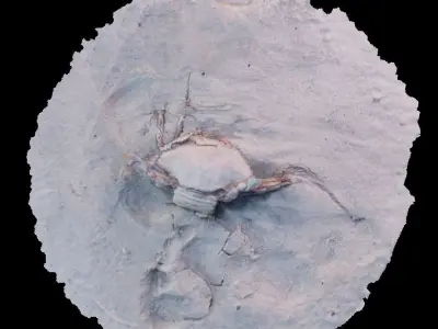 3d photogrammetrized crab model Free 3D model