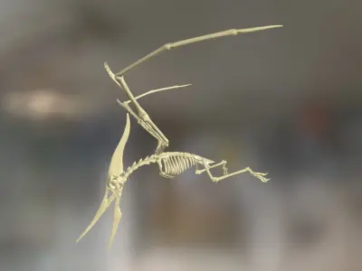 Pteranodon Skeleton Cinematic 3D model
