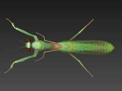 mantis insect Low-poly 3D model