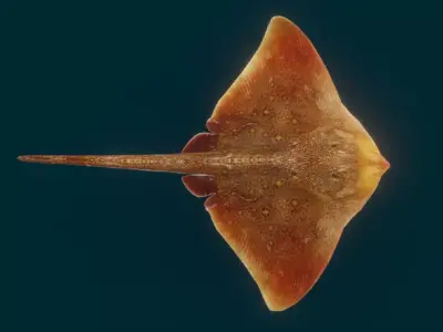 Realistic Ray 3D model