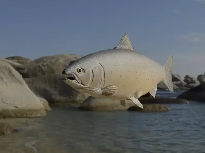 Salmon Fish 3D model
