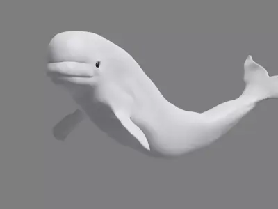 Beluga Whale Free 3D model