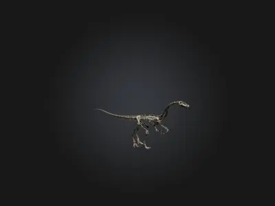 Realistic Diplodocus Skeleton Model Low-poly 3D model
