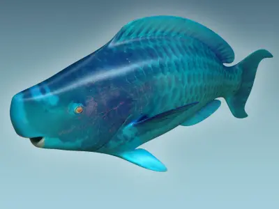 Parrotfish parrot fish 3D model