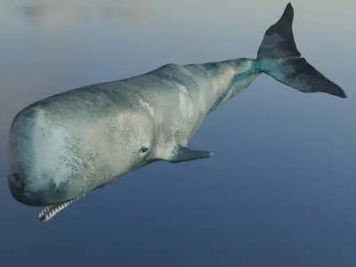 Whale  Low-poly 3D model