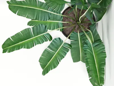 Plants collection 243 3D model