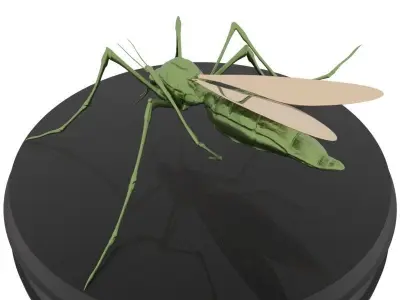 Mosquito aedes aegypti Low-poly 3D model