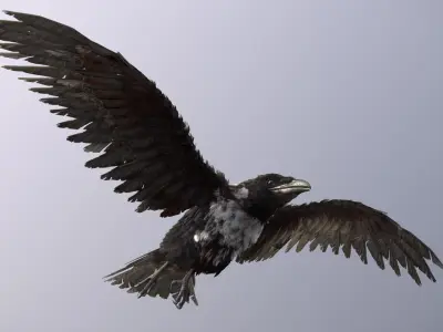 Pied Crow 3D model