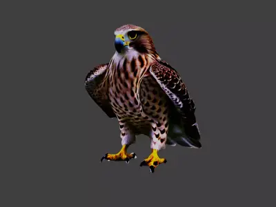 Hawk Animal Low-poly 3D model