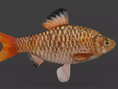 Barb Fish 3D model