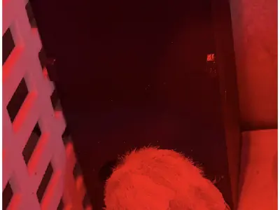 Ultra Low-Waste Quail Chick Feeder Free 3D print model