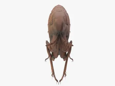 Realistic Flea Low-poly 3D model
