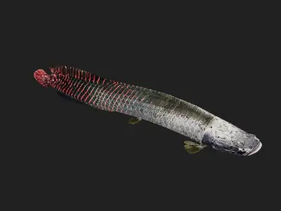 Arapaima Low-poly 3D model