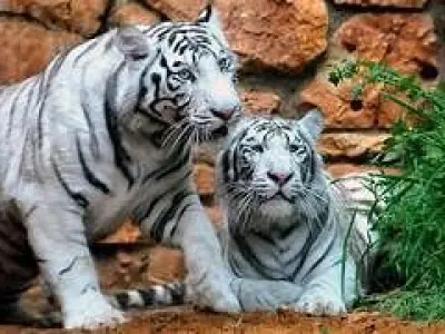 White Tiger RIGGED ANIMATED 3D model