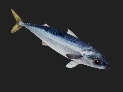 Mackerel Low-poly 3D model