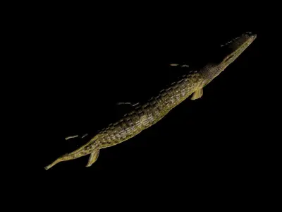 ALLIGATOR GAR 3D model