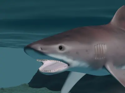 Tiger shark  3D model