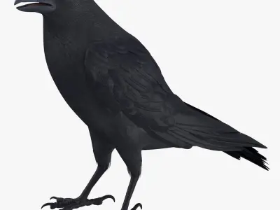 Crow 3 Poses 3D model