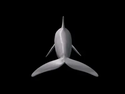 BottleNose Dolphin Tursiops Truncatus Low-poly 3D model