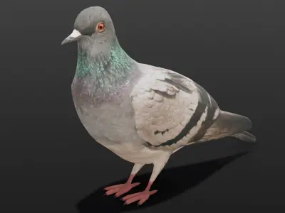 Pigeon Animated and Rigged Low-poly 3D model
