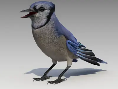 Blue Jay Animated Low-poly 3D model