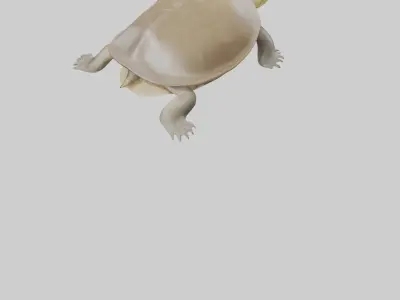 Ganges Softshell Turtle basking model 3D model
