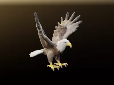 Bald Eagle 3D Model obj fbx stl ply mtl texture 3D model