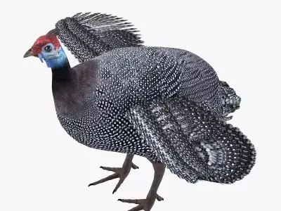 Guineafowl bird rigged 3d model Low-poly 3D model
