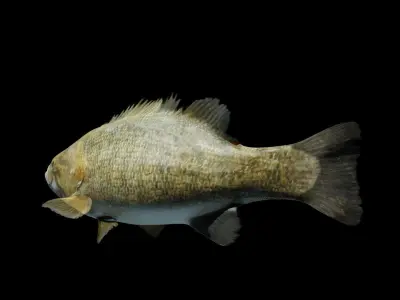 Smallmouth Bass Low-poly 3D model