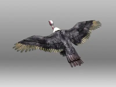 Vulture turkey Low-poly 3D model
