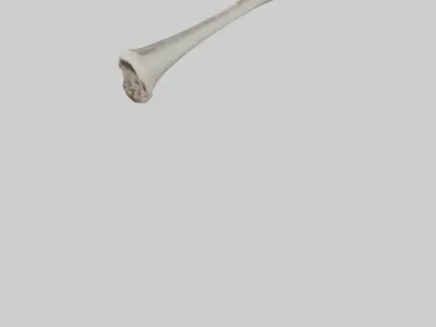 Gorilla Femur 3D model