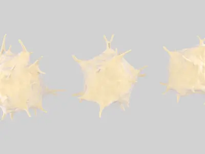 Activated Platelets 3D model