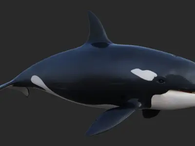 Killer Whale Animated 8K Low-poly 3D model