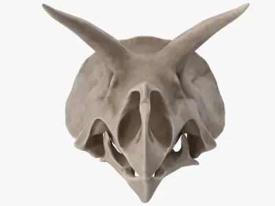 Triceratops Skull 3D model buy