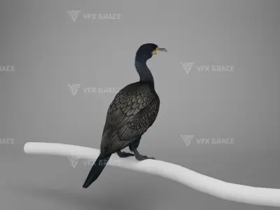 Realistic Cormorant Animation 3D Model Rigged for Blender 3D model
