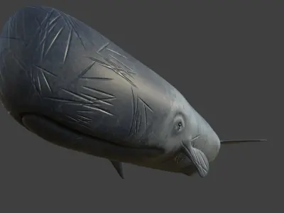 Sperm Whale Low-poly 3D model